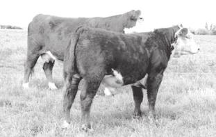 11 24 Here is another calving ease bull sired by 269Z and a great uddered 8086 daughter in 213Z. She has sons working for Stuart Herefords and the Orwick Ranch.