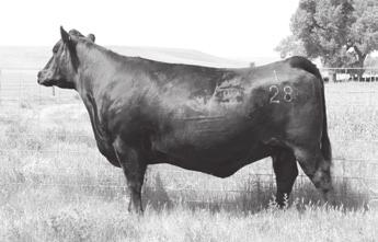 His dam, Amdahl s Miss 402 was one of the favorites from 2014. She has a birth ratio of 2 @ 99 and has had 2 @ 102 on weaning. This bull will add correctness, moderation and style to any cow herd.
