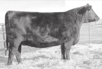 Home of the #1 Proven EPD Female in the Angus Breed Her maternal brother sells as 125 Inspection of Cattle: Cattle will be available for inspection at the ranch anytime prior to the sale, call to