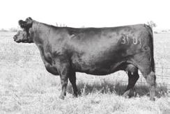 This deep quartered son sired by Merit 466 has been a standout since birth with out layered thickness. Muscle shape, volume and tons of performance. He earned a 205 day weight of 816 lbs.
