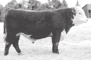 Hereford Reference Sires CL 1 DOMINO 5110R BD: 01/17/2005 Reg No: 42573483 Tattoo: 5110 L1 DOMINO 97349 L1 DOMINO 99496 L1 DOMINETTE 95369 [DOD] HH ADVANCE 3113N 1ET HH ADVANCE 671F 1ET HH MS ADV