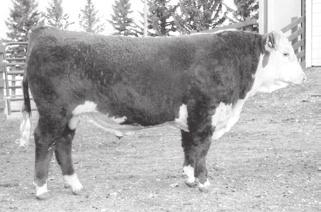 Hereford Reference Sires CL 1 DOMINO 420B 1ET BD: 01/03/2014 Reg No: 43465775 Tattoo: 420 CL 1 DOMINO 732T CL 1 DOMINO 9122W 1ET CL 1 DOMINETTE 475P CL 1 DOMINO 215Z CL 1 DOMINO 860U CL 1 DOMINETTE