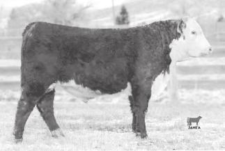 YW MM M&G SC A 6.8 1.8 59 88 23 53 1.2.43.38 420B was Cooper s $85,000 top seller. He is out of the great 215Z bull and a tremendous cow in 7157T.