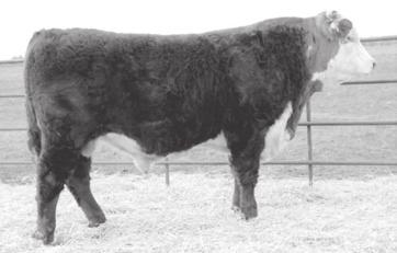 1ET MONTANA MISS 753T MONTANA MISS 306 1280 CED BW WW YW MM M&G SC A CHB 3.2 2.0 50 92 32 57.7.45 -.11 28 Here is a for sure herd bull prospect.