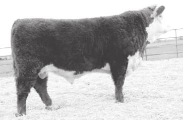 As you can see 269Z sires his extraordinary length into his offspring. We flushed 666 s mother and her full sister was a donor cow for Churchill in Montana.