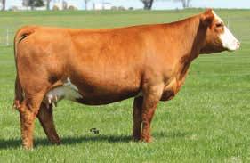 53 API 153 SVF Z38 Z38 is a deep functional individual that will be a great heifer bull. A herd sire that is in the top 10% for calving ease and is in the top 10% for API at 146.
