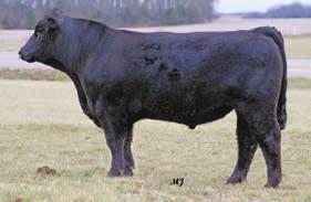 Empriss Family... 14 SS Empriss T091- reference dam Red Jewel Family.