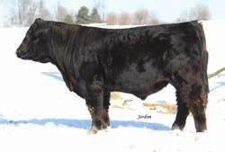 Spring Bulls... CLRWTR Movin Out A71A MIss Knockout 74T - reference grandam 56 CLRWTR Movin Out A71A Purebred BD: 1/21/13 ASA# 2756268 Tattoo: A71A Adj. BW: 89 Adj.