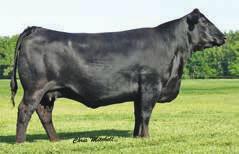 3 WW 61 YW 95 MCE 12 Clear Water Simmentals Milk 22 MWW 53 Marb 0.1 REA 0.73 API 126 Here is one that if you were buying on pedigree alone should be on your short list.