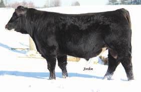 27 REA 0.71 API 107 Here is one if you are looking for a bull with a little less frame that is deep ribbed and sound then check out A734.