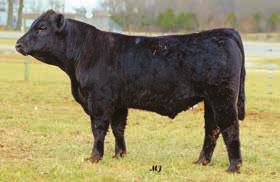 The Debi donor has had several sons in the past sales and last year Lance Sennett selected a Stonehenge son.