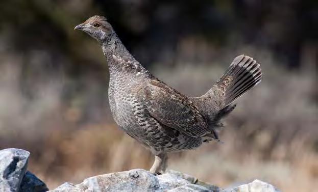 FOREST GROUSE Season Structure and Limits Forest grouse include dusky, sooty and ruffed grouse. The 2017 season for these species collectively extended from September 1 through December 31.