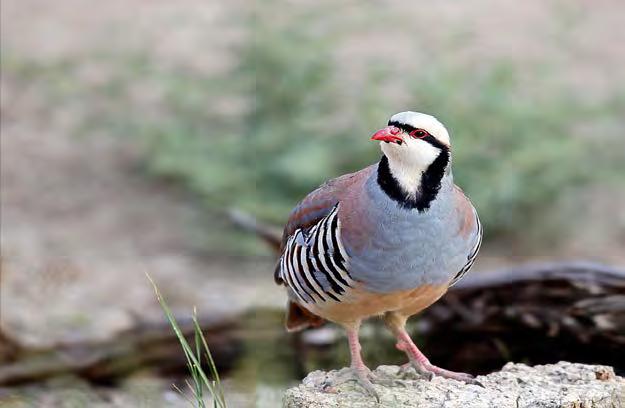 CHUKAR PARTRIDGE Season Structure and Limits Chukar and gray (Hungarian) partridge season extended from October 14, 2017 through February 4, 2018 for a total of 114 days in length.