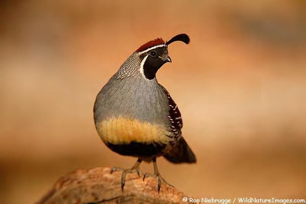 GAMBEL S QUAIL Season Structure and Limits The 2017-2018 Gambel s quail season extended 114 days from October 14, 2017 through February 4, 2018.