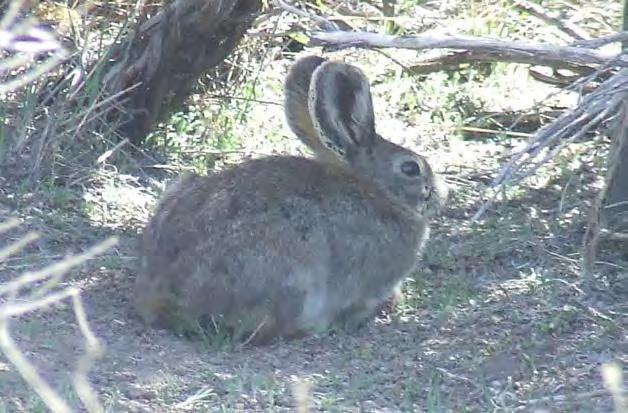 RABBIT Season Structure and Limits The 2017-2018 season for cottontail, pygmy and white-tailed jackrabbits extended from October 14, 2017 to February 28, 2018 for a total season length of 138 days.