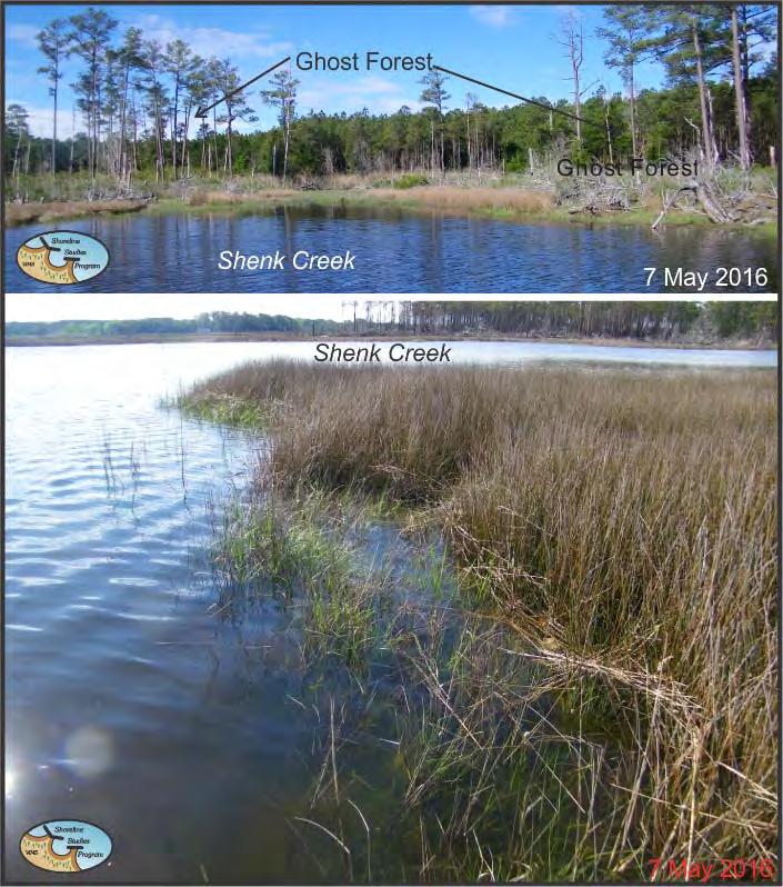 The extensive estuarine tidal marsh and small creeks are important estuarine habitat for numerous species of fish and crabs, and the eroding peat scarps are often occupied by ribbed muscles.
