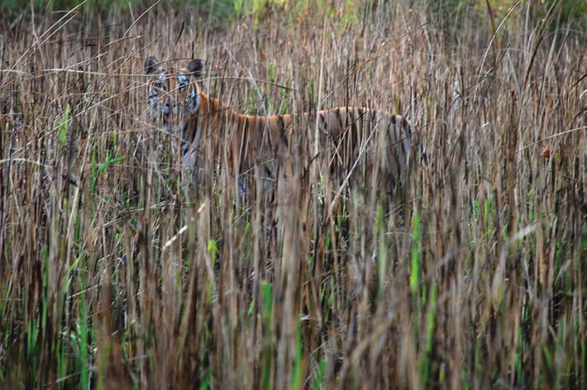 / Rabi Sharma FIELD DIARY BEAUTY OF THE BEAST! Tilak Dhakal Project Co-Manager, TAL - CBRP The first and most frequently asked question by anyone who visits the Terai is, Will I see a tiger?