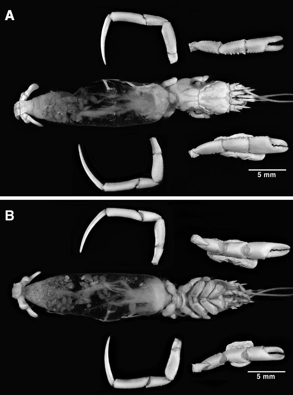 Fig. 1. Tomopaguropsis rahayuae, new species, holotype, female, sl 4.3 mm (appendages detached), NMCR 40005.