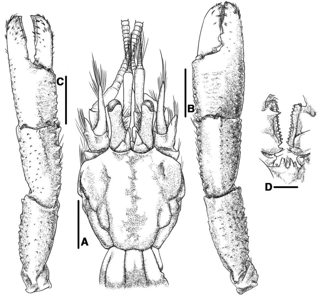 RAFFLES BULLETIN OF ZOOLOGY 2017 Fig. 2. Tomopaguropsis rahayuae, new species, holotype, female, sl 4.3 mm, NMCR 40005.
