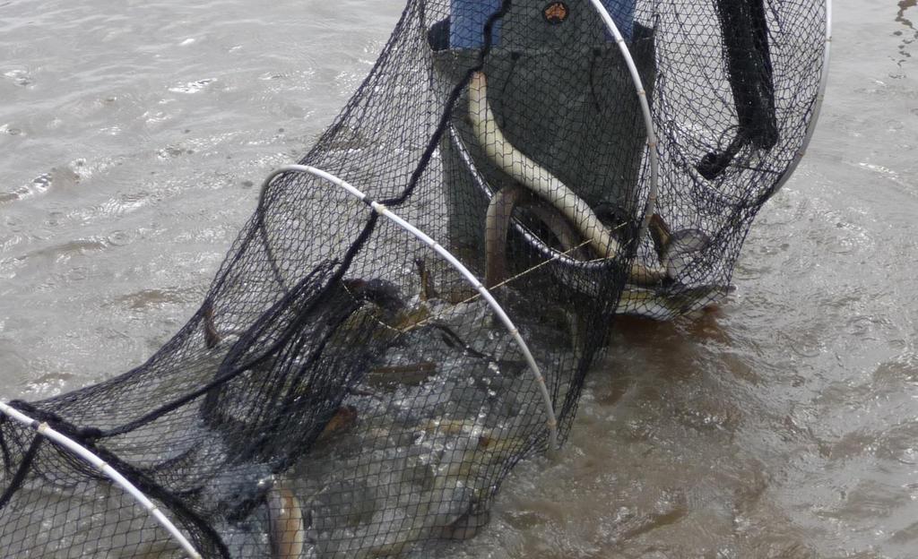 Plains and Robertsons Bay) both inside and outside the barrier nets. He caught 8 carp including 1 current tracker fish and 6800 kg of eels from January 1 st till he pulled out.