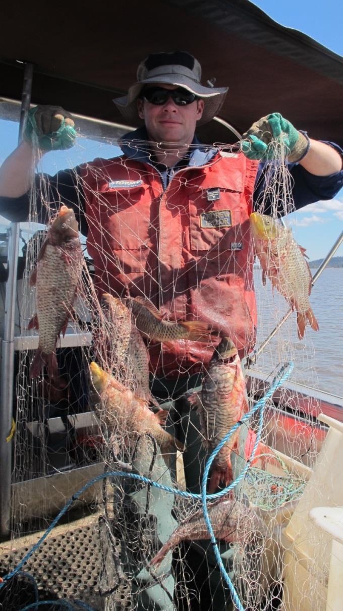 The IFS carp management team have focused efforts on setting gill nets to catch carp through summer. This has been the most effective method of capturing carp all season.