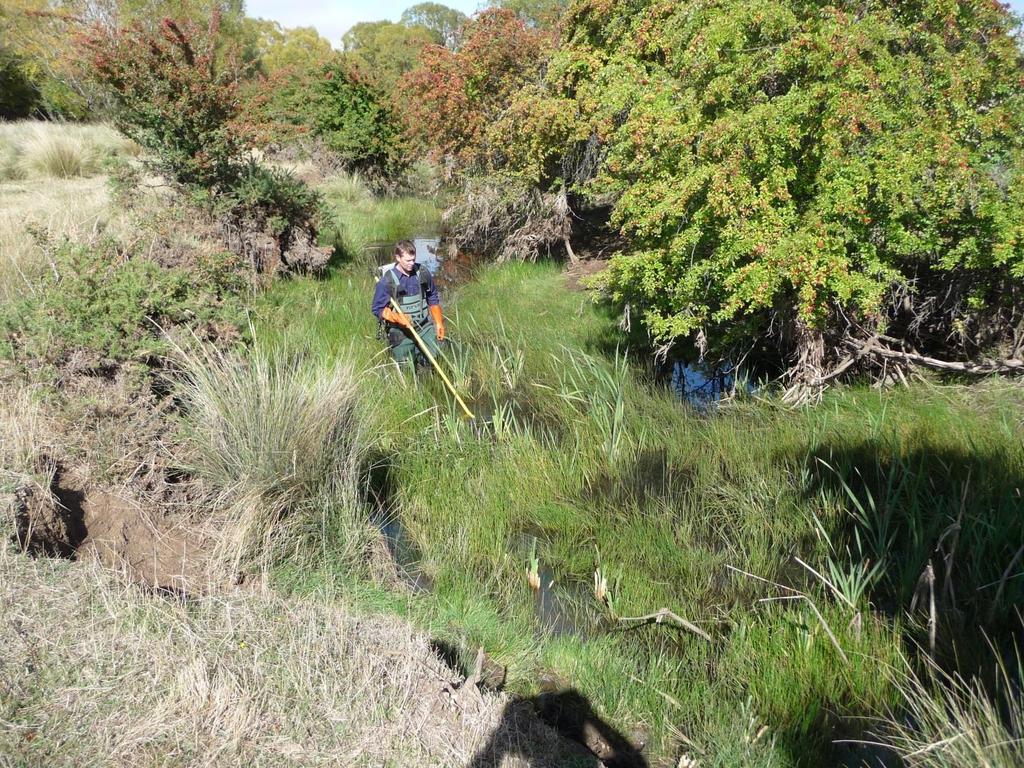 The Clyde River Survey In conjunction with the Sorell & Crescent juvenile carp surveys, a carp downstream survey of the Clyde River using back pack electro-fishing equipment was also undertaken.