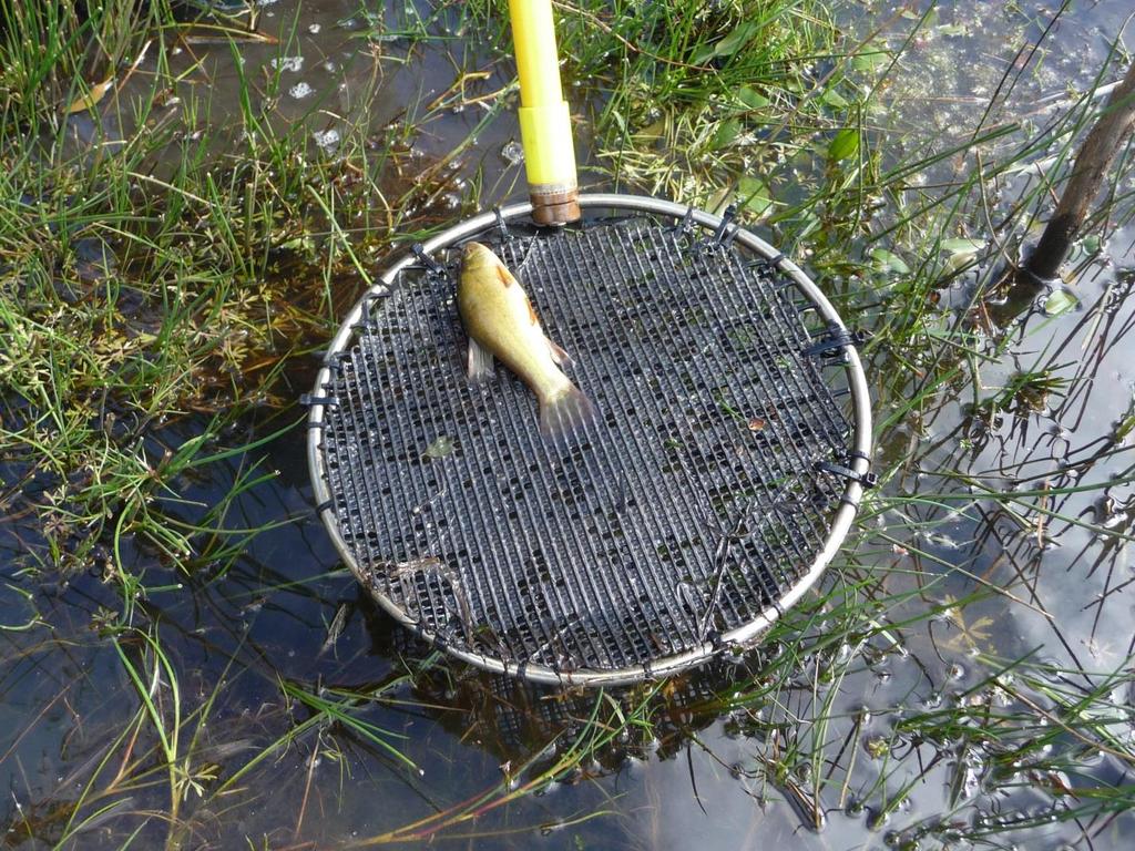 In addition to small numbers of redfin perch and tench, the sampling revealed a healthy population of brown trout with a 100 metre stretch near Bothwell yielding 31 trout up to 400 grams in weight.