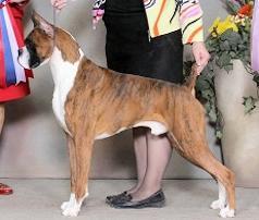 Boxer Club of Canada 2012 annual Awards & Title Holders THE HAVILAND TROPHY Top Best of Breed Boxer For the Top Best of Breed Boxer with one point given for each dog defeated at the Breed Level.