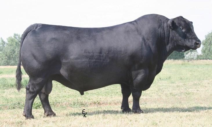 BULL SALE March 21, 2015 Buffalo Livestock Auction Buffalo, Wyomi