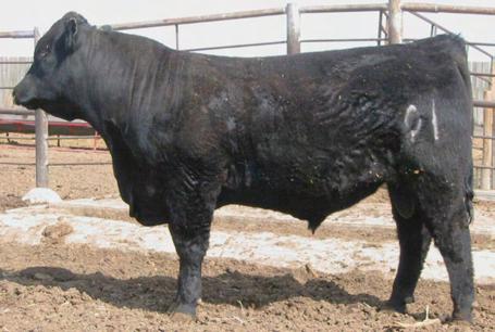 REF D Connealy Frontline CONNEALY FOREFRONT Eileen Heartland Conanga3 TC Stockman 3 TC RUBY 909 TC Ruby 08 ANGUS REFERENCE SIRES TC FREEDOM 10 Calved: 1/18/2001 Reg. #: 139 BW: 8 Adj. WW: 23 Adj.