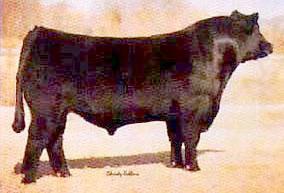 0 101 29 Top selling bull of the 2002 TC Ranch Production Sale. Strong maternal bloodlines combining Stockman 3 and Leachman Right Time on dam s side. Passes on his super muscle, hip and eye appeal.