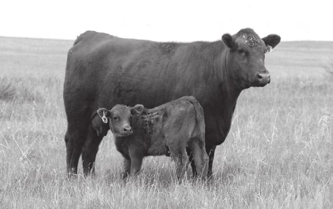 All for the same reason; there are advantages to hybrids. The movement to hybrid seedstock in beef production is in its infancy and increased usage in commercial beef production is inevitable.