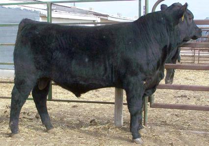 Maternal great granddam was a Dam of Distinction and maternal granddam a Dam of Merit Top % Milk EPD and top 2% for Yearling Weight EPD His sire (Whitman) had his first heifers that calved this year