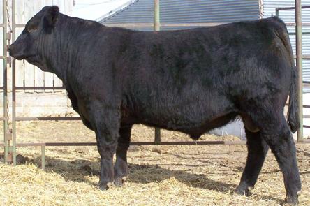 8 103 Legend sired and out of a very good cow family where his grandam (Post Rock Gwen 13H2 ET) was a donor in the Post Rock program Another bull that had over 00# of actual weaning wt.