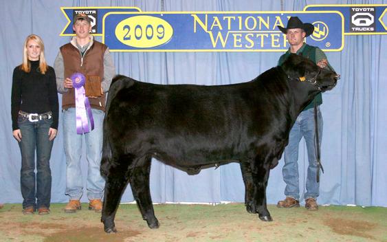101 Division I Champion in Denver in the purebred show Put together like a herd bull should be Ranked th in weaning wt.