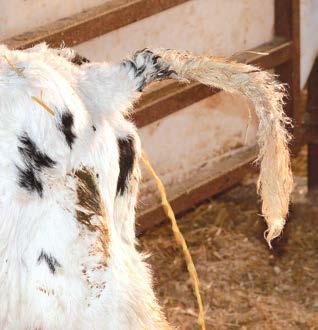 Indicators of calf health or sickness Knowing what a normal, healthy calf looks like makes it easier to identify changes that may occur in calves that are getting sick.