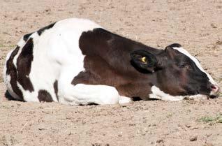Calf s posture and demeanour - The calf appears depressed, lethargic, or indifferent, twitches, or has trouble holding its head up.