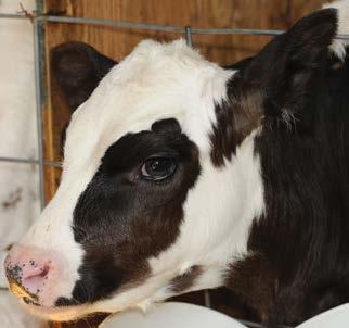 Any other physical or behavioural differences in calves should be noted, including injuries. Often, early indicators of disease are a change from a healthy calf s normal behaviour or appearance.