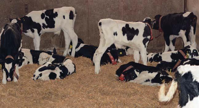 Frequent, careful observation of calves and recognizing changes in behaviour and appearance can help detect early signs of disease, allowing for better treatment, a decrease in disease spread, and a