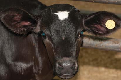 by larger health issues such as organisms resistant to multiple strains of antibiotics. Many infectious diarrheal and respiratory disease risks for calves are dramatically reduced by 42 days of age.