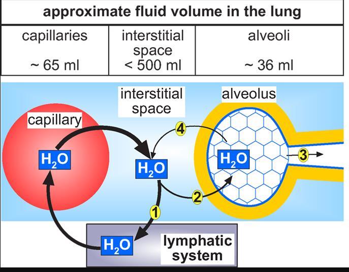 Alveolar lining fluid The intermediate surface area of the human lung is 130 m 2. and is mostly constituted by the alveolar region. The average fluid surface height in the alveoli is 0.2 μm.