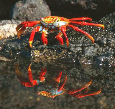 A crab does not make glue. What choices does a crab have? It crawls under rocks and hides.
