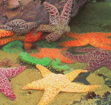A starfish has feet on its arms!