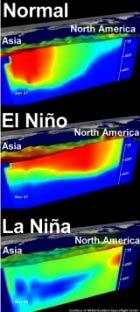nino and la nina Typical trade winds keep the western Pacific warm and the thermocline deep When these trade winds relax, the water is