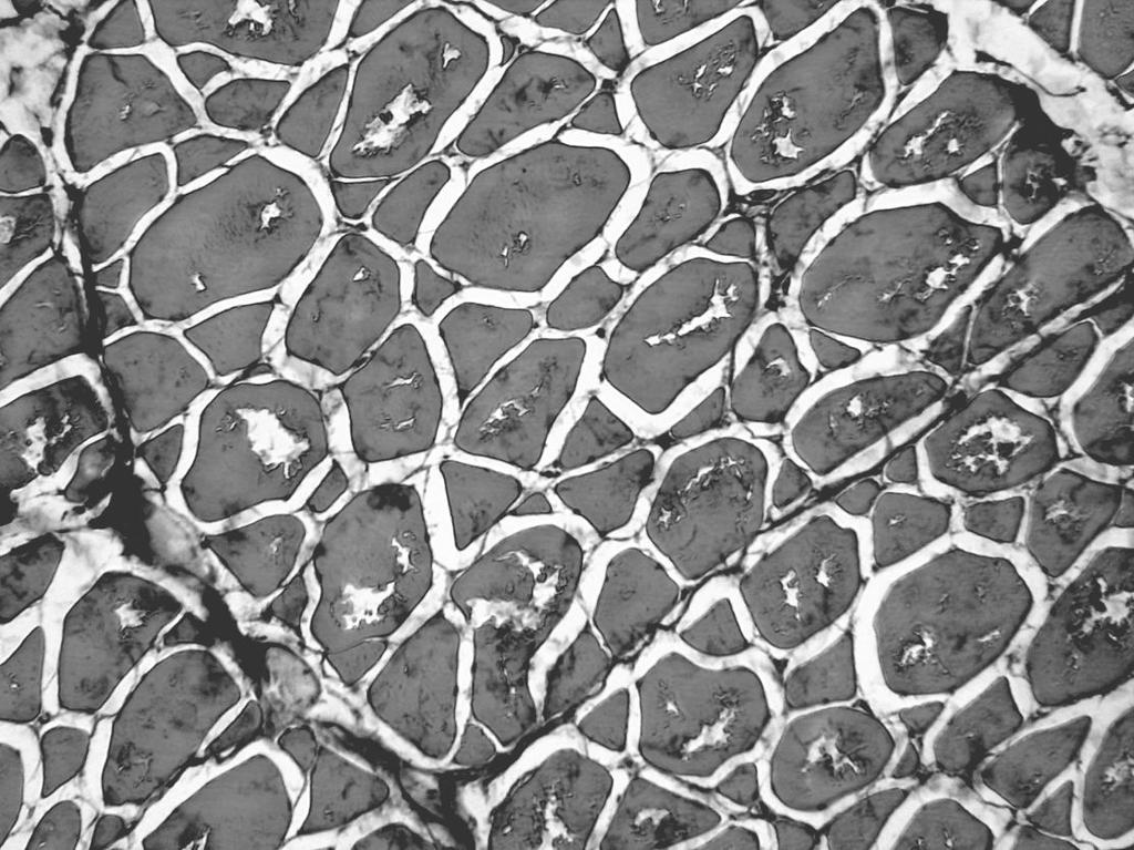 A. Pavlov, D. Dimitrov, G. Penchev & L. Georgiev Fig. 2. Area of muscle bundle of fresh carp meat with partial and minor microstructural alterations. Haematoxylin/eosin staining; bar=10 µm. Fig. 3.
