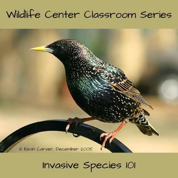 Wildlife Center Classroom Series Invasive Species 101 Wednesday June 14, 2017 Welcome to this month s Wildlife Center