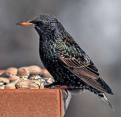 Case study: The European Starling, Sturnus vulgaris Comment From ʕ ᴥ ʔ dancelady ʕ ᴥ ʔ It seems like a small price to pay if you have a business, just like killing eagles -- should be a much bigger