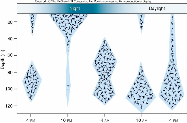 Figure 2 An echogram showing day-time deep scattering layers produced by euphausiids (ca. 90-150 m), fish (ca. 75-100 m) and unidentified animals (ca.