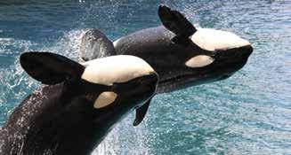 orcas? 2.
