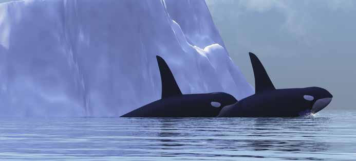 The Weekly Reasons why it is acceptable for killer whales to be kept in marine